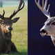 Illustration for article titled 16 Goddamn Deer I Accidentally Hit On My Way Out Of The Movie Theater Parking Lot